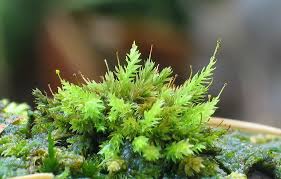 Attēlu rezultāti vaicājumam “Dicranella crispa”