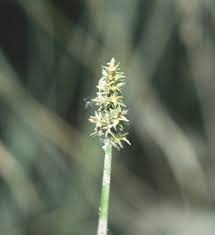Attēlu rezultāti vaicājumam “Carex cespitosa flower”