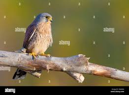 Attēlu rezultāti vaicājumam “Falco tinnunculus adult”