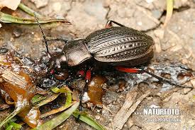 Attēlu rezultāti vaicājumam “Carabus cancellatus”