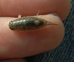 Attēlu rezultāti vaicājumam “Oniscoidea”