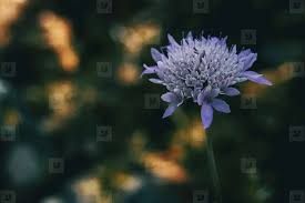 Attēlu rezultāti vaicājumam “Knautia arvensis flower”