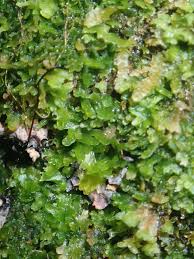 Attēlu rezultāti vaicājumam “Riccardia palmata”