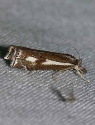 Attēlu rezultāti vaicājumam “Crambus heringiellus”