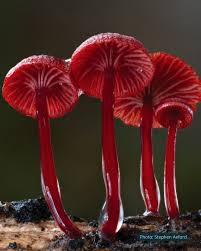 Attēlu rezultāti vaicājumam “Hygroamblystegium humile sporophyte”