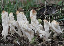 Attēlu rezultāti vaicājumam “Clavulina rugosa”