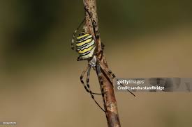Attēlu rezultāti vaicājumam “Argiope bruennichi female”