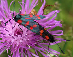 Attēlu rezultāti vaicājumam “Zygaena filipendulae exuvia”