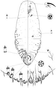 Attēlu rezultāti vaicājumam “Chionaspis salicis”