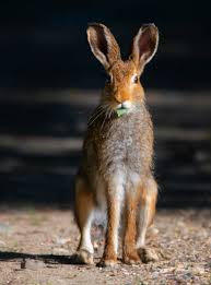 Attēlu rezultāti vaicājumam “Lepus europaeus”
