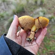 Attēlu rezultāti vaicājumam “Suillus luteus”
