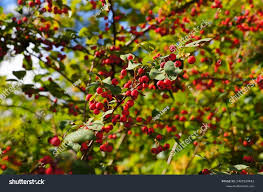 Attēlu rezultāti vaicājumam “Cotoneaster multiflorus fruit”