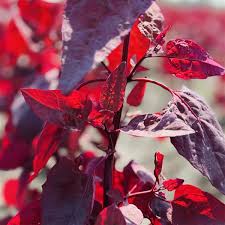 Image result for Atriplex hortensis