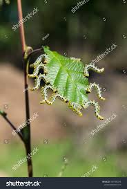 Attēlu rezultāti vaicājumam “Diloba caeruleocephala larva”