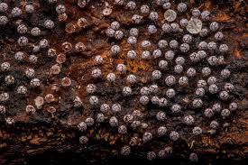 Attēlu rezultāti vaicājumam “Physarum leucopus stalked”