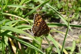 Attēlu rezultāti vaicājumam “Riodinidae”