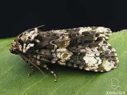 Attēlu rezultāti vaicājumam “Craniophora ligustri”