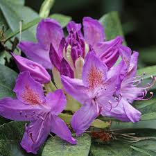 Attēlu rezultāti vaicājumam “rhododendron”