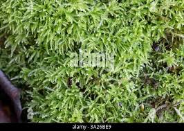 Attēlu rezultāti vaicājumam “Eurhynchiastrum pulchellum”