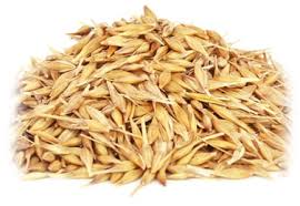 Attēlu rezultāti vaicājumam “Avena sativa”