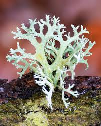 Attēlu rezultāti vaicājumam “Evernia prunastri”