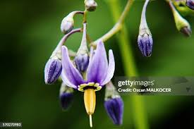 Attēlu rezultāti vaicājumam “Solanum dulcamara flower”