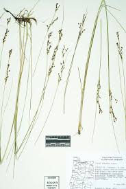 Attēlu rezultāti vaicājumam “Juncus gerardii”