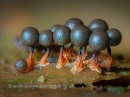 Attēlu rezultāti vaicājumam “Cribraria argillacea sessile”