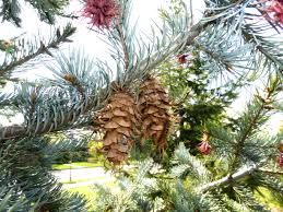 Attēlu rezultāti vaicājumam “Pseudotsuga menziesii var. glauca”