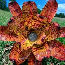 Attēlu rezultāti vaicājumam “Arcyria imperialis stalked”