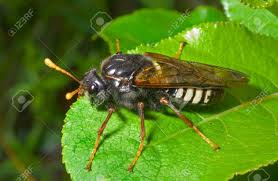 Attēlu rezultāti vaicājumam “Tenthredinidae”