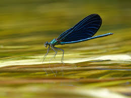 Attēlu rezultāti vaicājumam “Calopteryx virgo male”