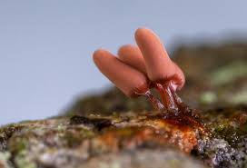 Attēlu rezultāti vaicājumam “Arcyria incarnata macro”