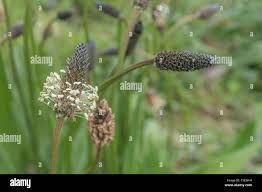 Attēlu rezultāti vaicājumam “Plantago lanceolata fruit”