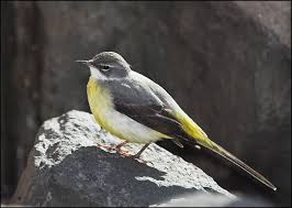 Attēlu rezultāti vaicājumam “Motacilla cinerea”