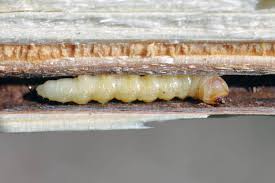 Attēlu rezultāti vaicājumam “Oberea oculata”