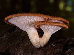 Attēlu rezultāti vaicājumam “Polyporus tuberaster”