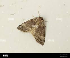 Attēlu rezultāti vaicājumam “Tetheella fluctuosa”