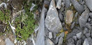 Attēlu rezultāti vaicājumam “Pohlia cruda”