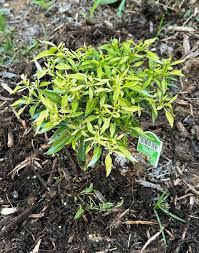 Afbeeldingsresultaat voor thai yellow hot pepper