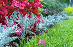 Image result for Cineraria maritima