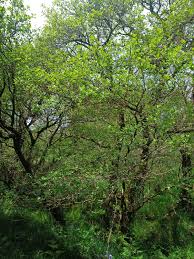 Attēlu rezultāti vaicājumam “Alnus glutinosa”