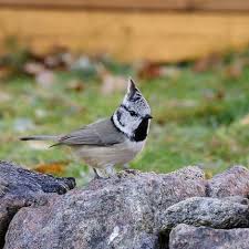Attēlu rezultāti vaicājumam “Lophophanes cristatus adult”