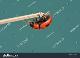 Attēlu rezultāti vaicājumam “Gonioctena”