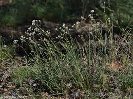 Attēlu rezultāti vaicājumam “Gypsophila fastigiata”