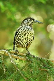 Attēlu rezultāti vaicājumam “Nucifraga caryocatactes”