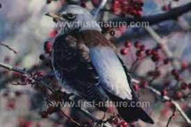 Attēlu rezultāti vaicājumam “Turdus pilaris”