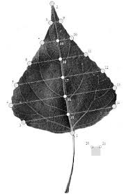 Attēlu rezultāti vaicājumam “Populus nigra leaf”