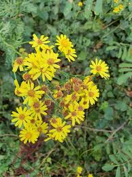 Attēlu rezultāti vaicājumam “Jacobaea vulgaris”