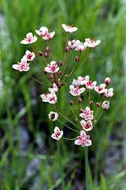 Attēlu rezultāti vaicājumam “Butomaceae”